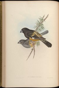 Mycerobas carnipes by John Gould
